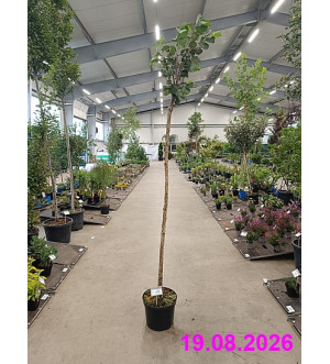 Corylus avellana 'Lange Spaanse' C 10 L